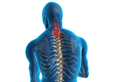 Cervical Spine Anatomy